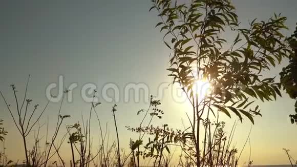 日落时被风吹动的植物剪影视频的预览图