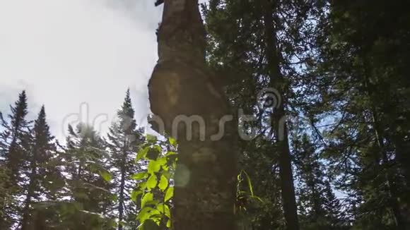 4绿色草地上一棵大雪松树干的运动时间视频的预览图