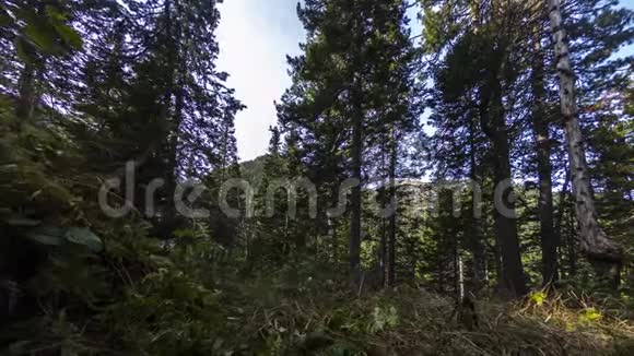 4绿色草地上一棵大雪松树干的运动时间视频的预览图