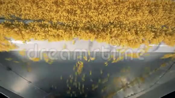 食品加工厂通心粉生产过程中通心粉落在点菜机里视频的预览图