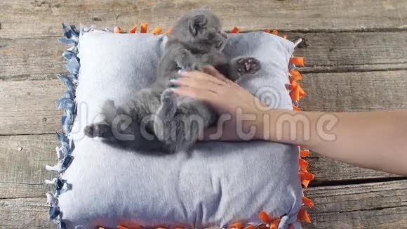 人类在枕头上抚摸小猫视频的预览图