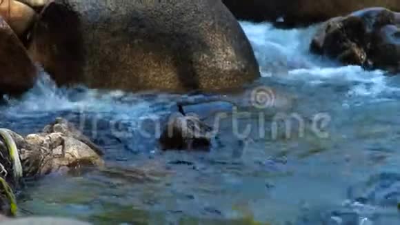在山区清澈的水岩河中快速流动蜻蜓坐在山上湍急的水流中的大石头上视频的预览图