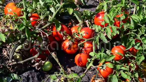 成熟的红西红柿在地上生长视频的预览图