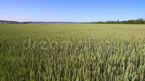 阳光明媚的一天一片麦田的空中镜头年轻的小麦在风中摇曳视频的预览图