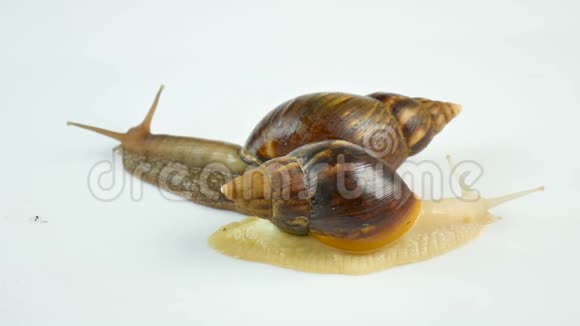两只阿哈蒂娜蜗牛在白色的背景下蠕动和摆动角蜗牛在医学和美容中的应用视频的预览图