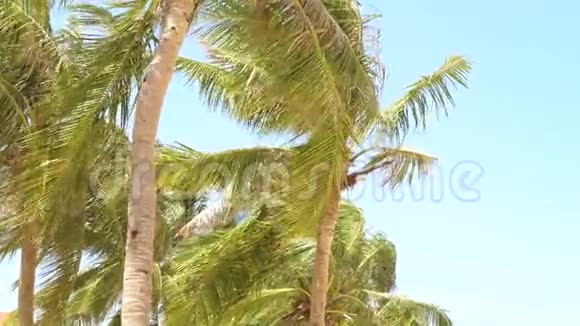 海洋中热带岛屿上美丽的棕榈树夏日风景椰林棕榈树在海滩上的蓝天上视频的预览图
