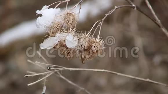 蓟植物雪融化在上面春天来了雪开始融化了视频的预览图