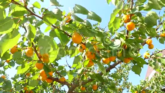 杏树分公司视频的预览图