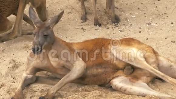 成人红袋鼠躺在沙滩上在动物园休息4K视频的预览图