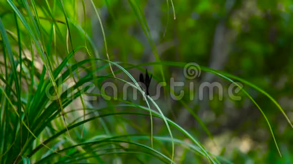 黑蜻蜓坐在自然背景的绿草上在绿草如茵的背景下紧紧地抱着野生生物视频的预览图
