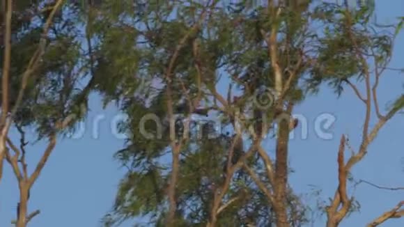 棕色的鹰慢慢地在树上飞翔视频的预览图