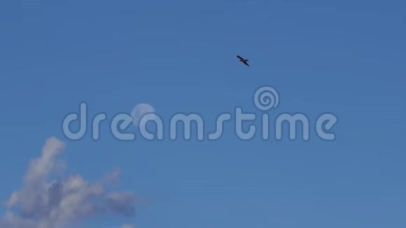 一只雄鹰在天空中飞翔露出月亮视频的预览图