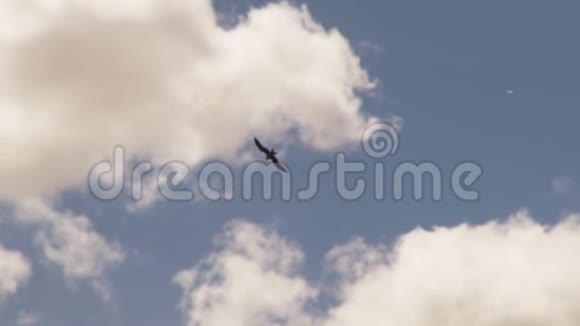鹰缓慢地进入云层视频的预览图