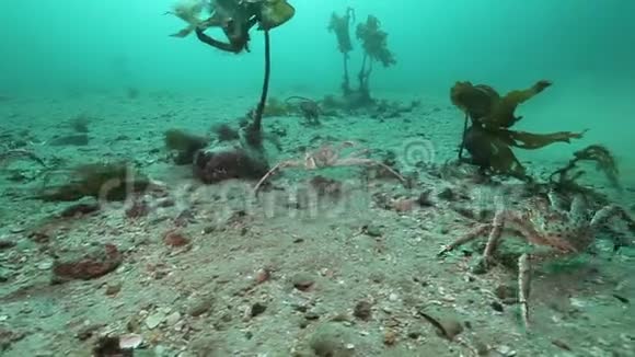 一群巨大的螃蟹走在巴伦支海的一个荒芜的沙底上视频的预览图