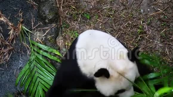 大熊猫黑尾猴积极用绿色叶子清洁自身视频的预览图