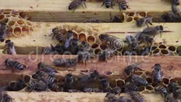 木蜂窝架上的蜜蜂视频的预览图