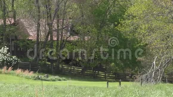 佐治亚州兰普金县达尔洛涅加郊外绿色牧场旁边的一座农舍视频的预览图