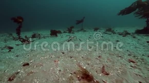一群巨大的螃蟹走在巴伦支海的一个荒芜的沙底上视频的预览图
