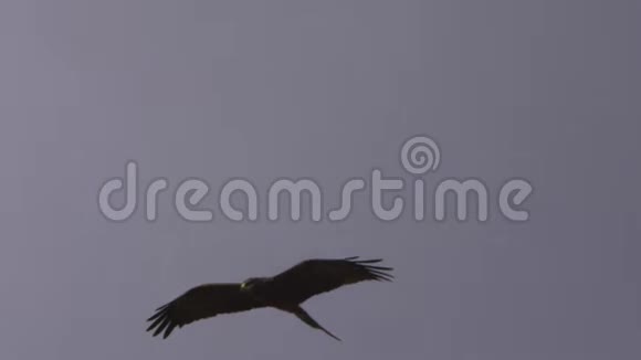 一只棕色的鹰慢慢地在灰色的天空上飞翔视频的预览图