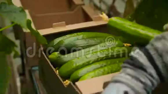 把黄瓜装在盒子里视频的预览图