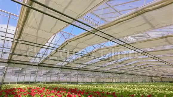 大型美丽的温室与盛开的皮图尼亚现代温室与自动玻璃屋顶很多红色的花朵视频的预览图