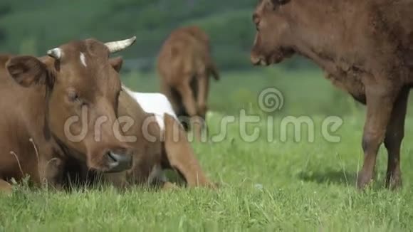 牛妈妈和她的小牛视频的预览图
