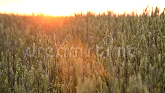 背景或纹理日落时小麦穗的特写镜头视频的预览图