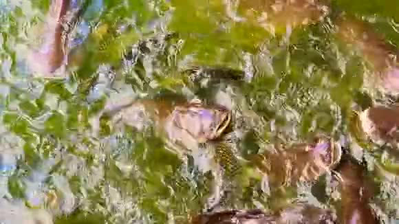 水中鱼的慢镜头视频的预览图
