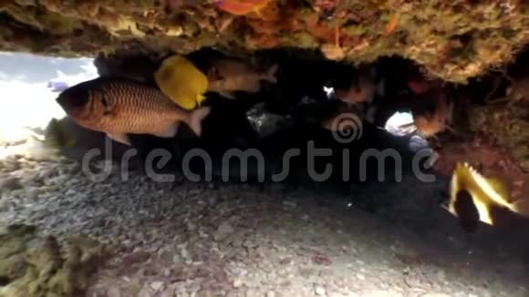 一群石斑鱼大眼睛在水下寻找食物马尔代夫视频的预览图