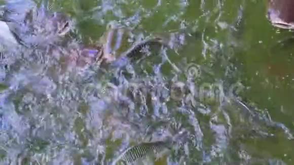 水中鱼的慢镜头视频的预览图