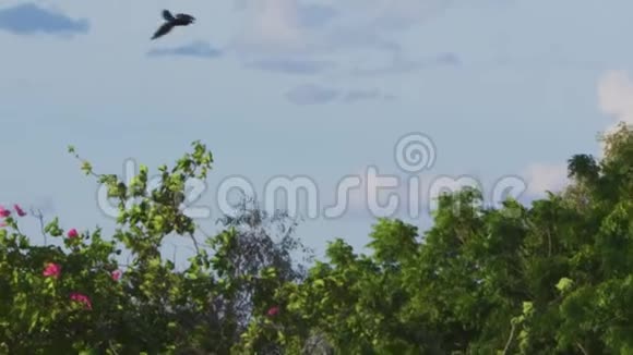 树木和一群雄鹰一起飞翔视频的预览图
