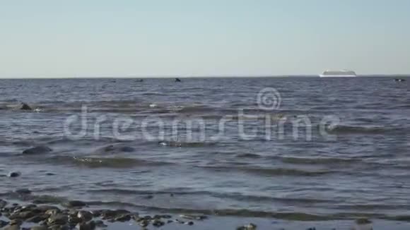 从海岸观看白色游轮在夏天阳光明媚的日子里登上地平线视频的预览图