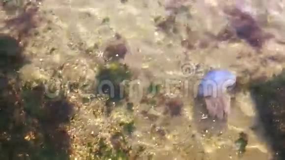 海中的水母视频的预览图