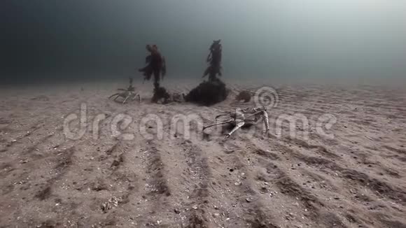 两只巨大的螃蟹在巴伦支海一个荒芜的沙质海底行走视频的预览图