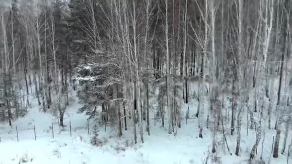 白雪覆盖的针叶林的俯视图股票白雪覆盖的森林俯瞰图视频的预览图