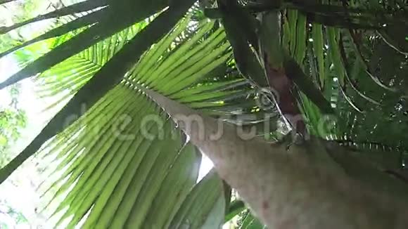 雨林植物5视频的预览图