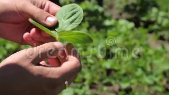 农夫拿着大豆考虑视频的预览图