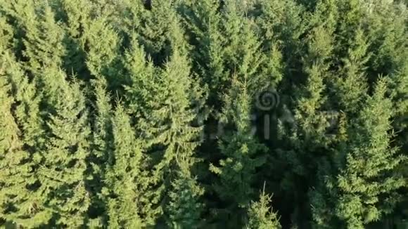 无人机空中拍摄的针叶木冷杉林背景视频的预览图