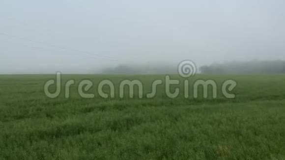 清晨薄雾成熟的油菜田空中视频的预览图