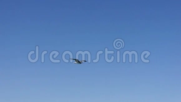 鸟儿在蓝天上飞翔视频的预览图