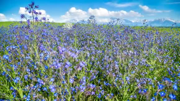 春天晴朗的天气里蓝色的野花在群山的映衬下摇曳视频的预览图
