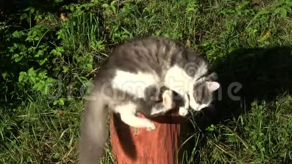 家猫在花园的旧装饰树干上玩耍视频的预览图