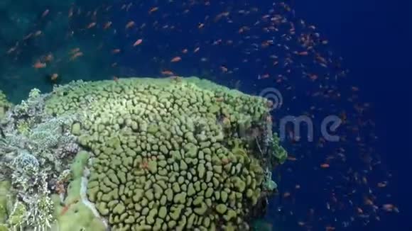 美丽的蒙蒂波拉珊瑚水下红海背景的鱼学视频的预览图