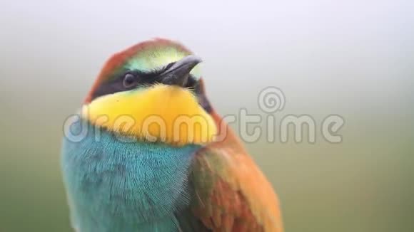 一只美丽的彩色鸟的视频肖像视频的预览图