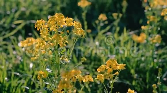 黄色的小花在草地上特写视频的预览图