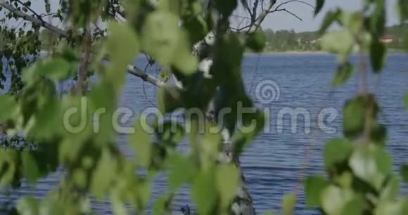 在阳光明媚的一天通过桦树叶4k蓝色湖泊视频的预览图