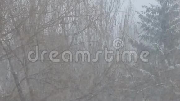 大雪树木背景下的暴风雪视频的预览图