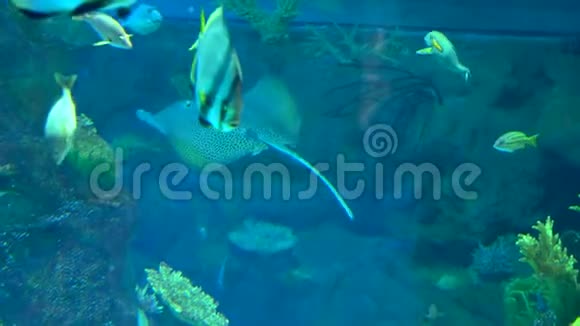 深蓝色海水中的水族馆彩色鱼类视频的预览图