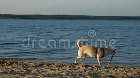 在海滩上和一只棕色拉布拉多犬玩耍的学龄前女孩春天或寒冷的夏天视频的预览图