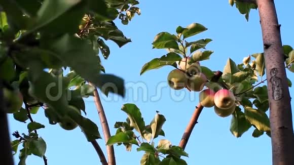 花园里树上的苹果丰收了视频的预览图